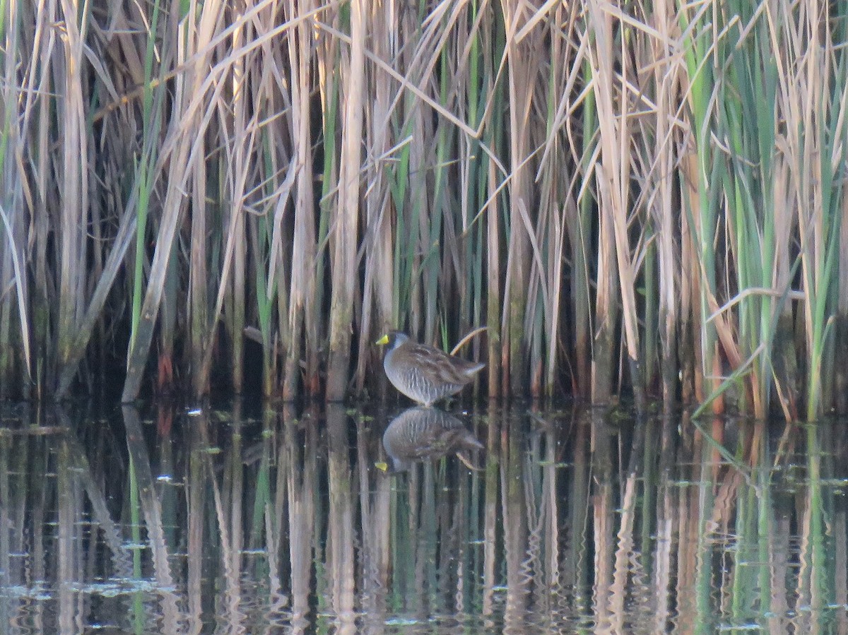 Polluela Sora - ML154478721