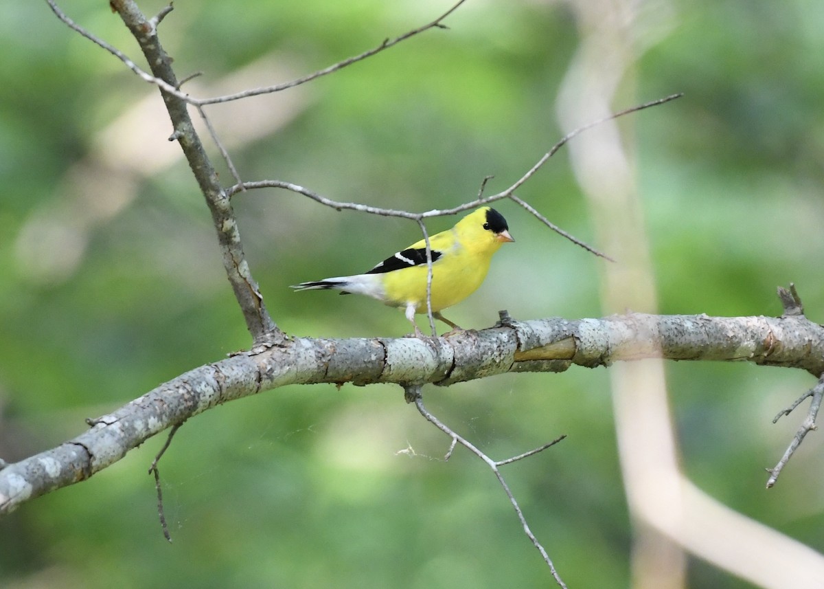 American Goldfinch - ML154481181