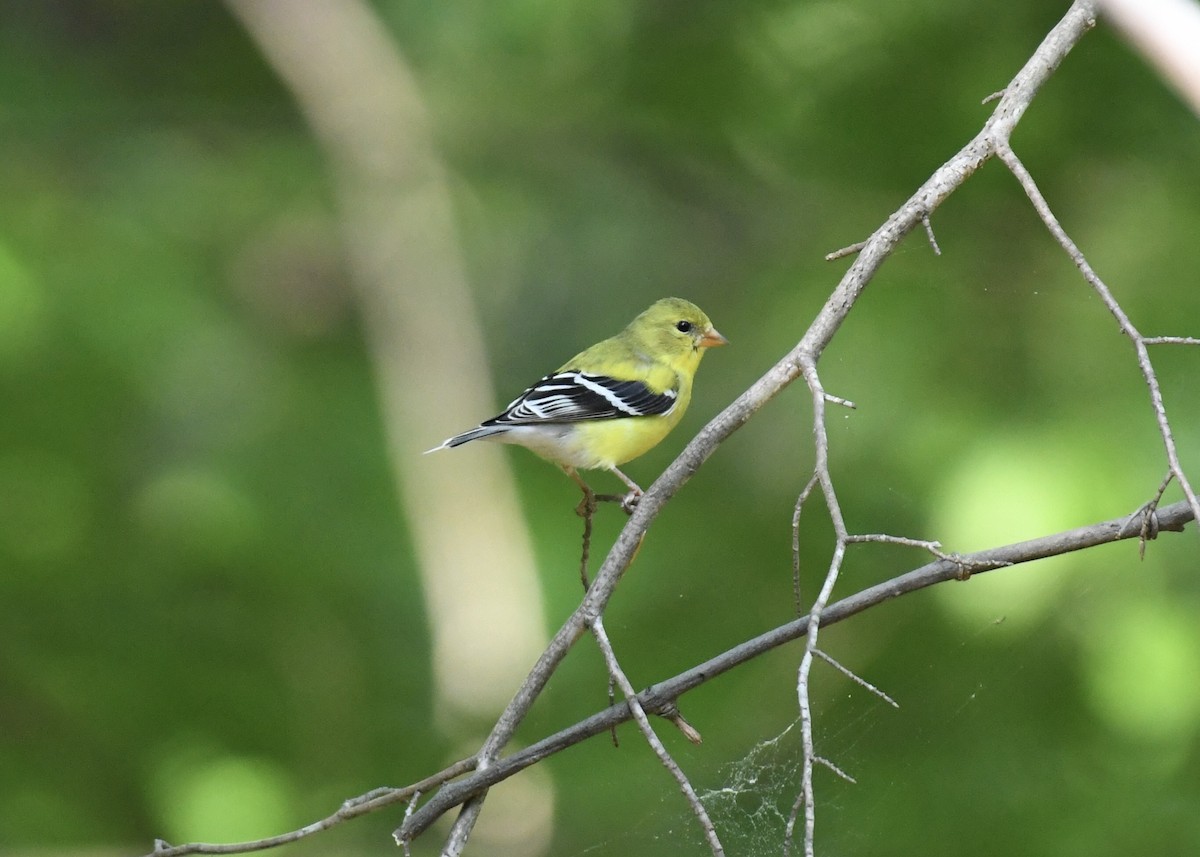 American Goldfinch - ML154481221