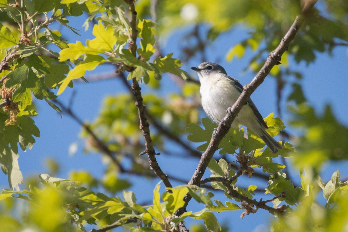 Cassin's Vireo - Tanner Martin