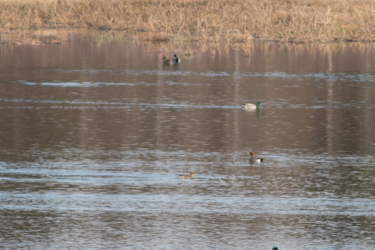 Eurasian Wigeon - ML154481881