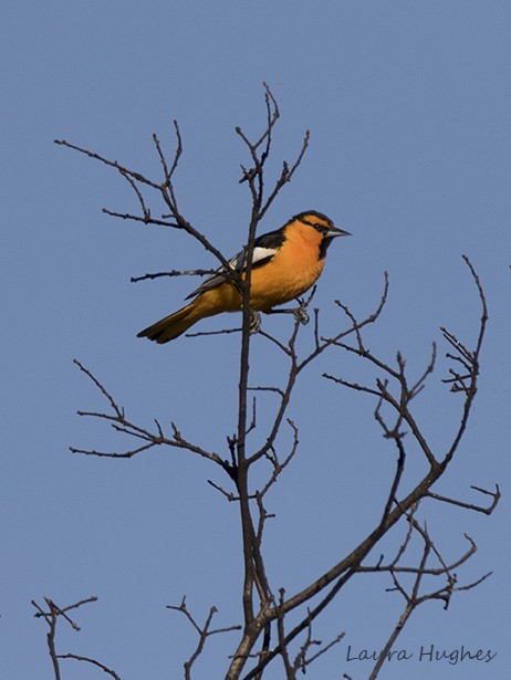 Bullock's Oriole - ML154482431