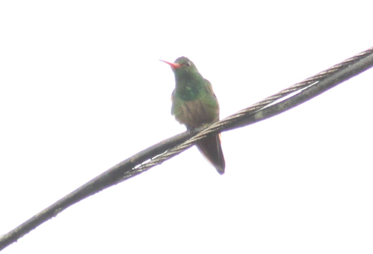 Rufous-tailed Hummingbird - ML154483771