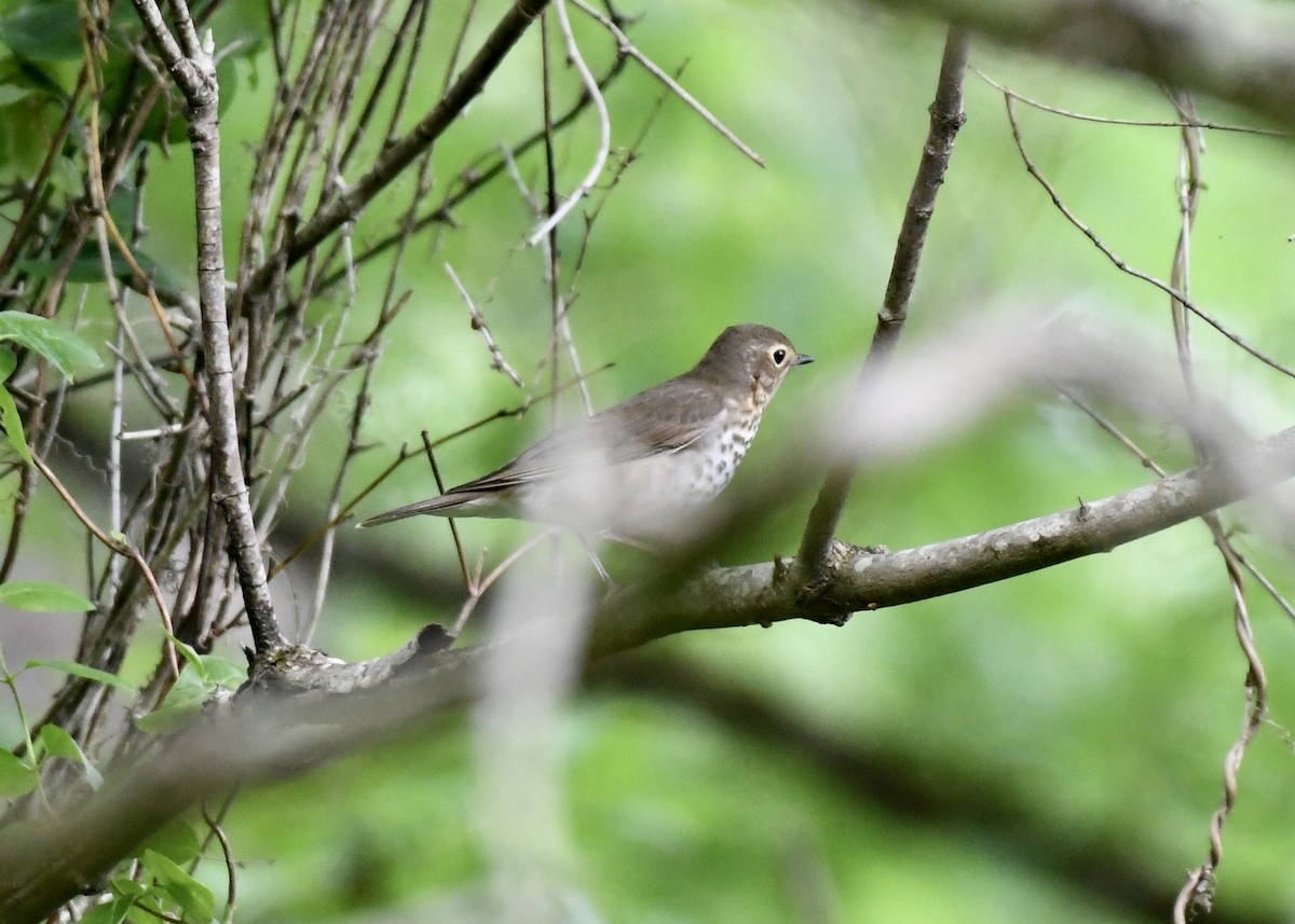 Swainson's Thrush - ML154485461