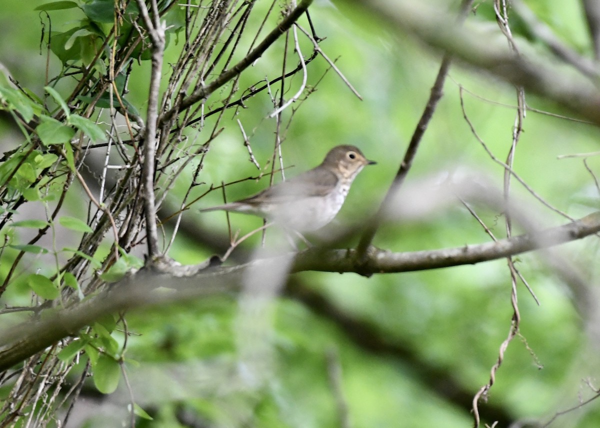Swainson's Thrush - ML154485481