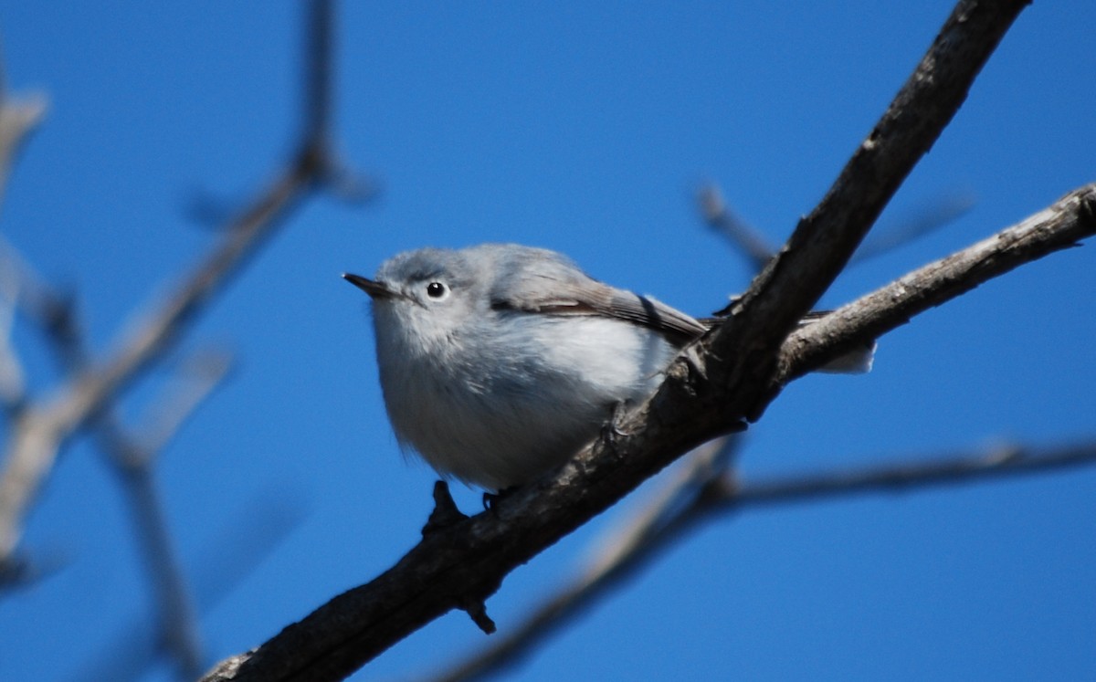 Blue-gray Gnatcatcher - Martyn Drabik-Hamshare