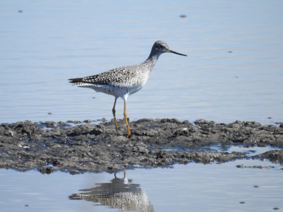 Greater Yellowlegs - ML154487361