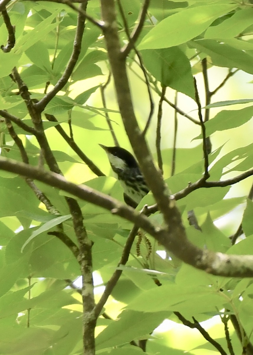 Blackpoll Warbler - ML154488241