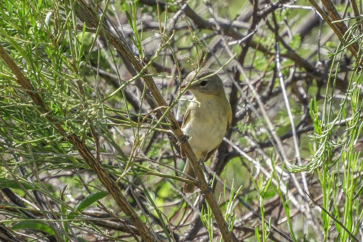 Bell's Vireo - Susan Voelker