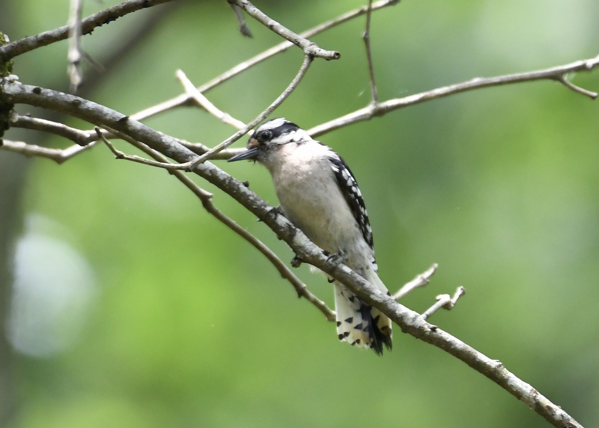 Downy Woodpecker - ML154490231