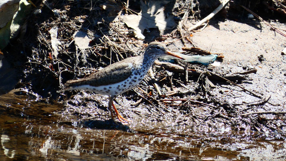 Spotted Sandpiper - Joshua C'deBaca