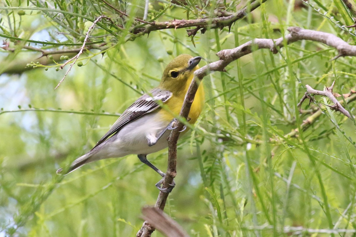 Yellow-throated Vireo - ML154492681