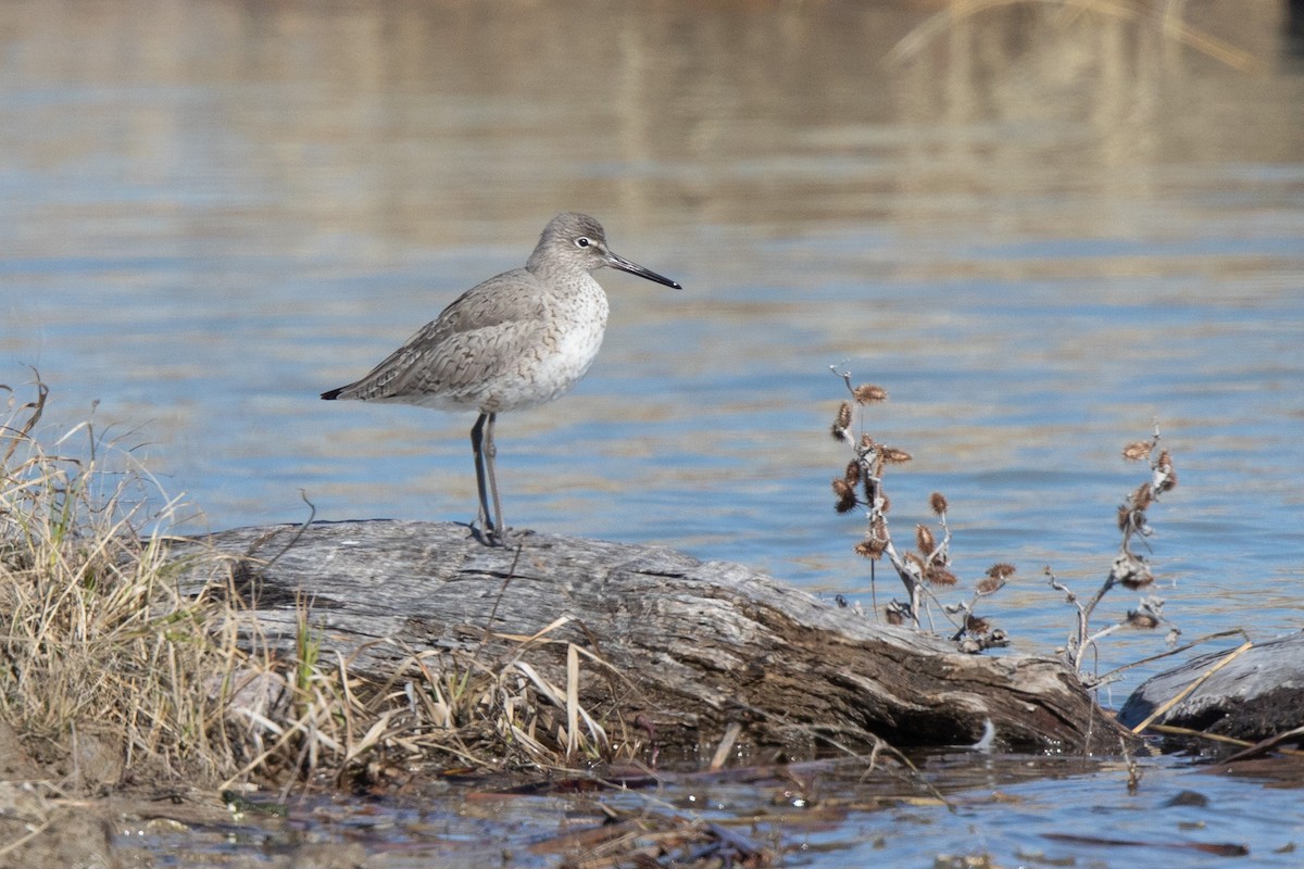 Willet - ML154492991