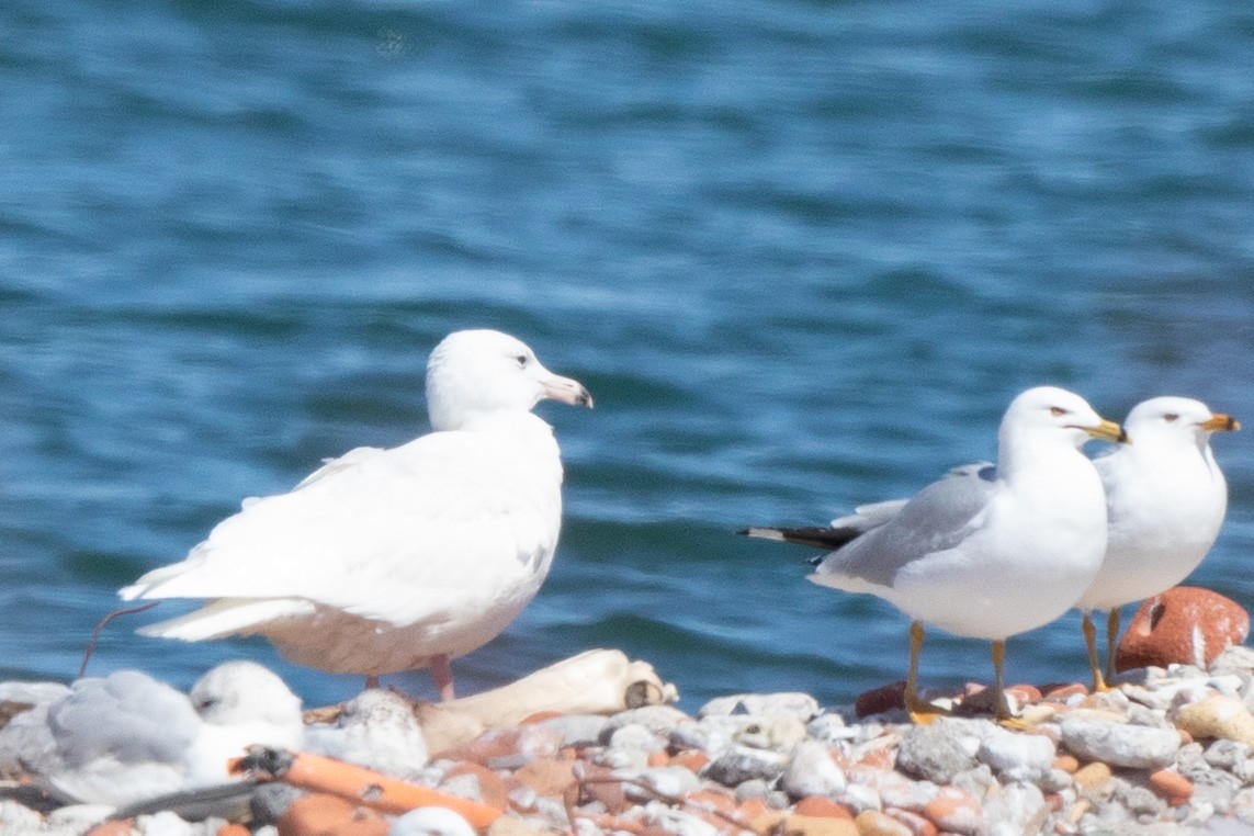 Glaucous Gull - ML154493381