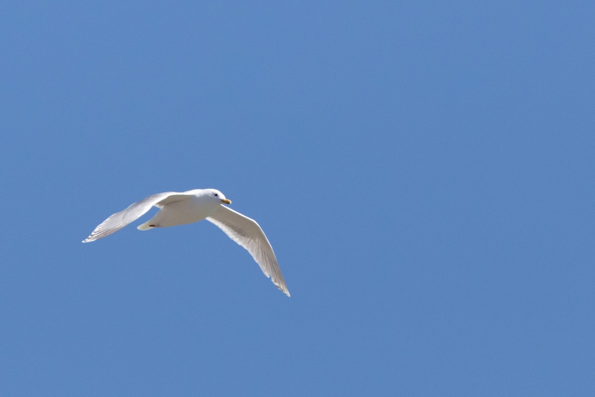 Iceland Gull - ML154493411