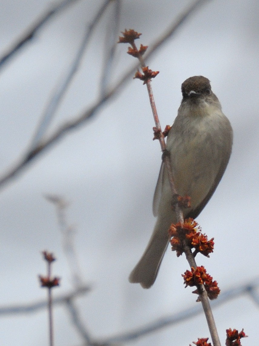 Eastern Phoebe - ML154493611