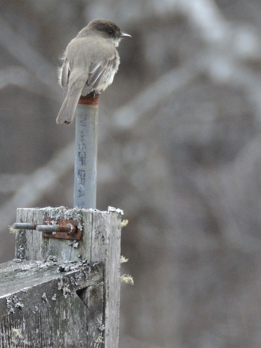 Eastern Phoebe - Jeffrey Popenhagen, Jr