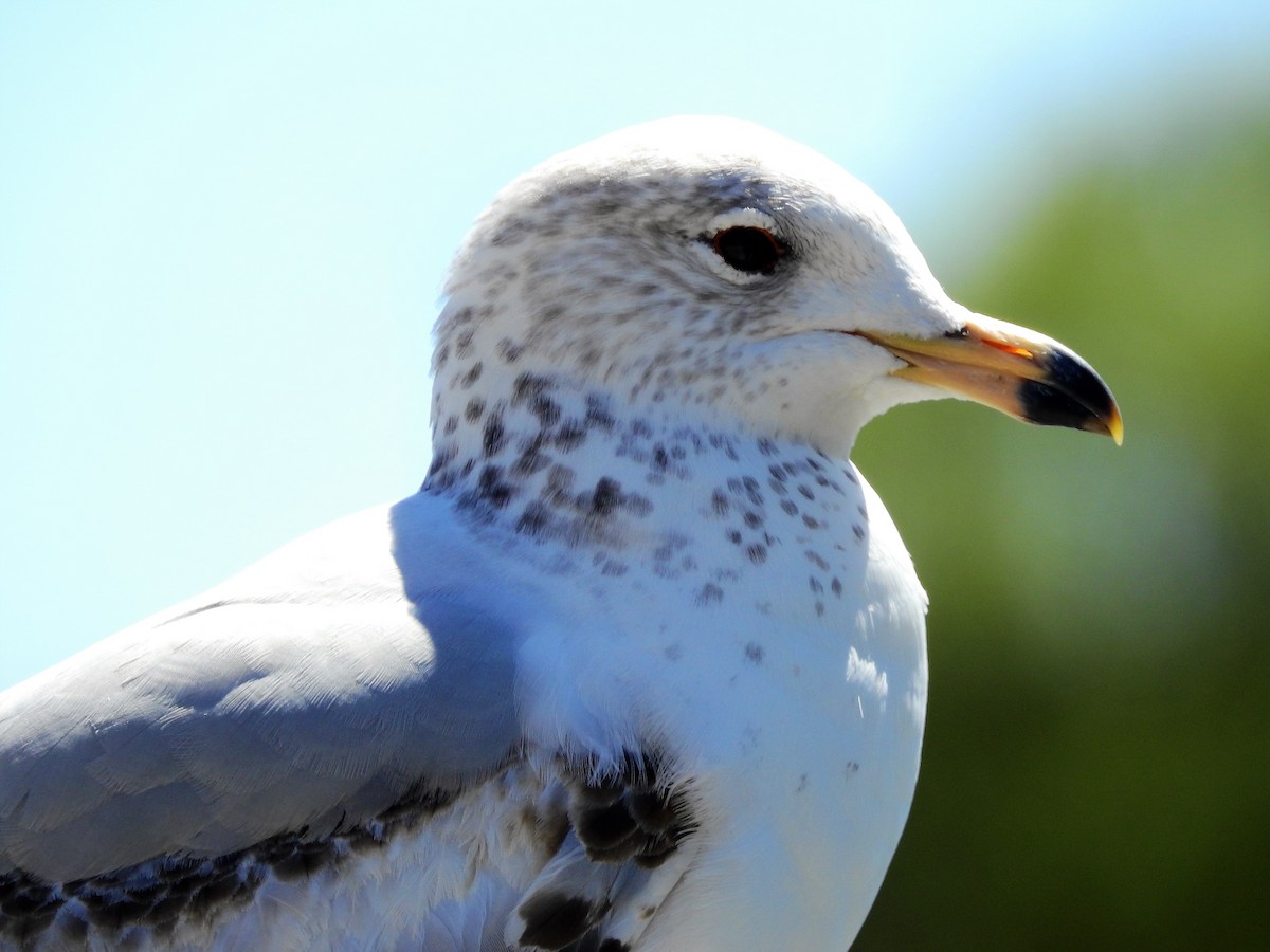 Ring-billed Gull - ML154494751