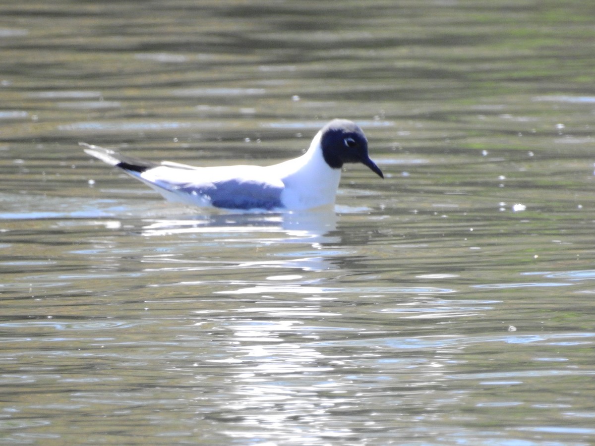 Mouette de Bonaparte - ML154494811