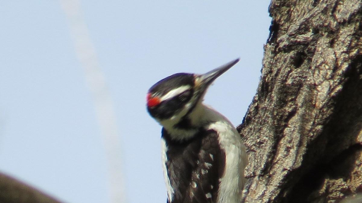Hairy Woodpecker - ML154495051