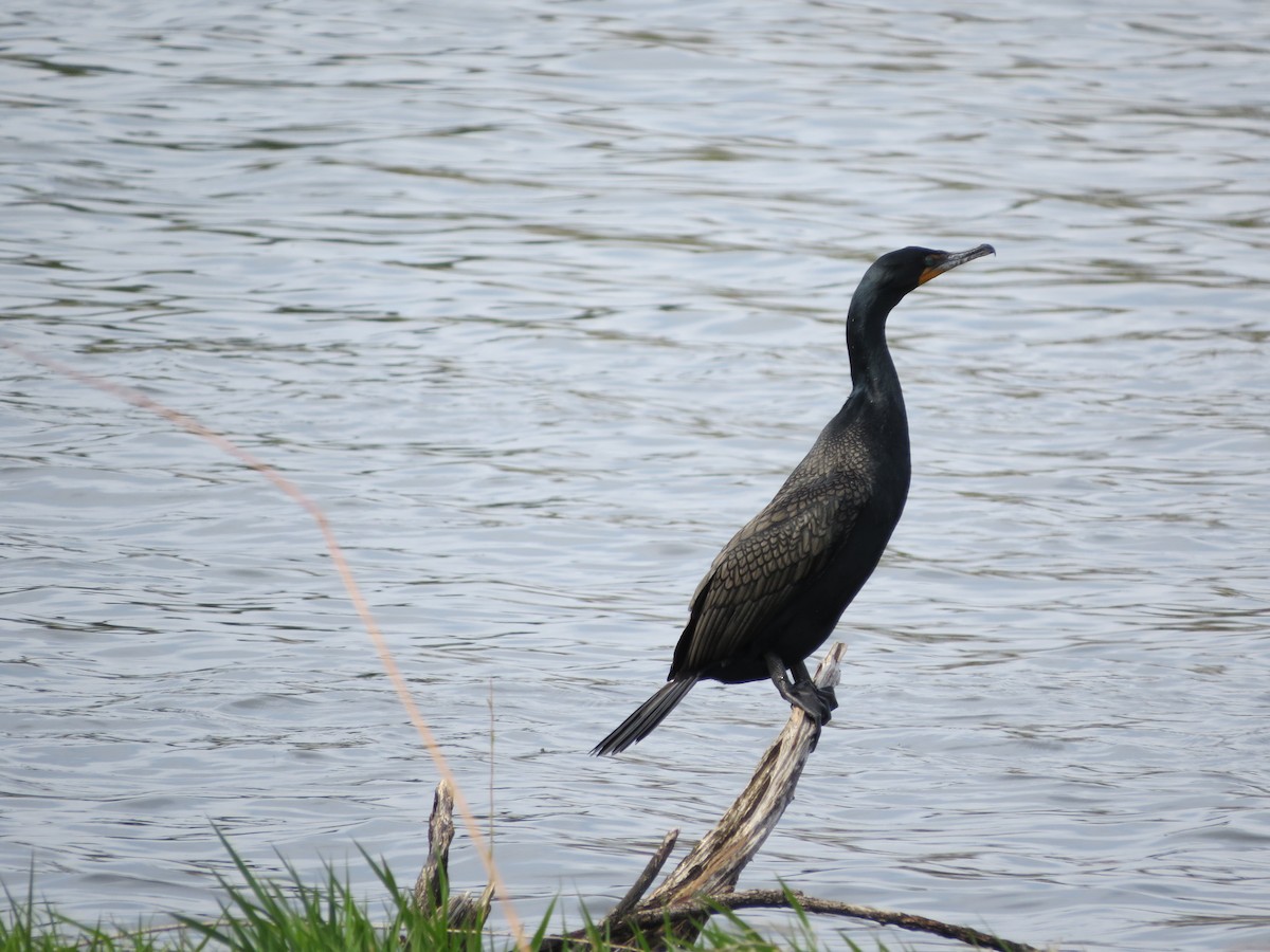 Cormoran à aigrettes - ML154496881