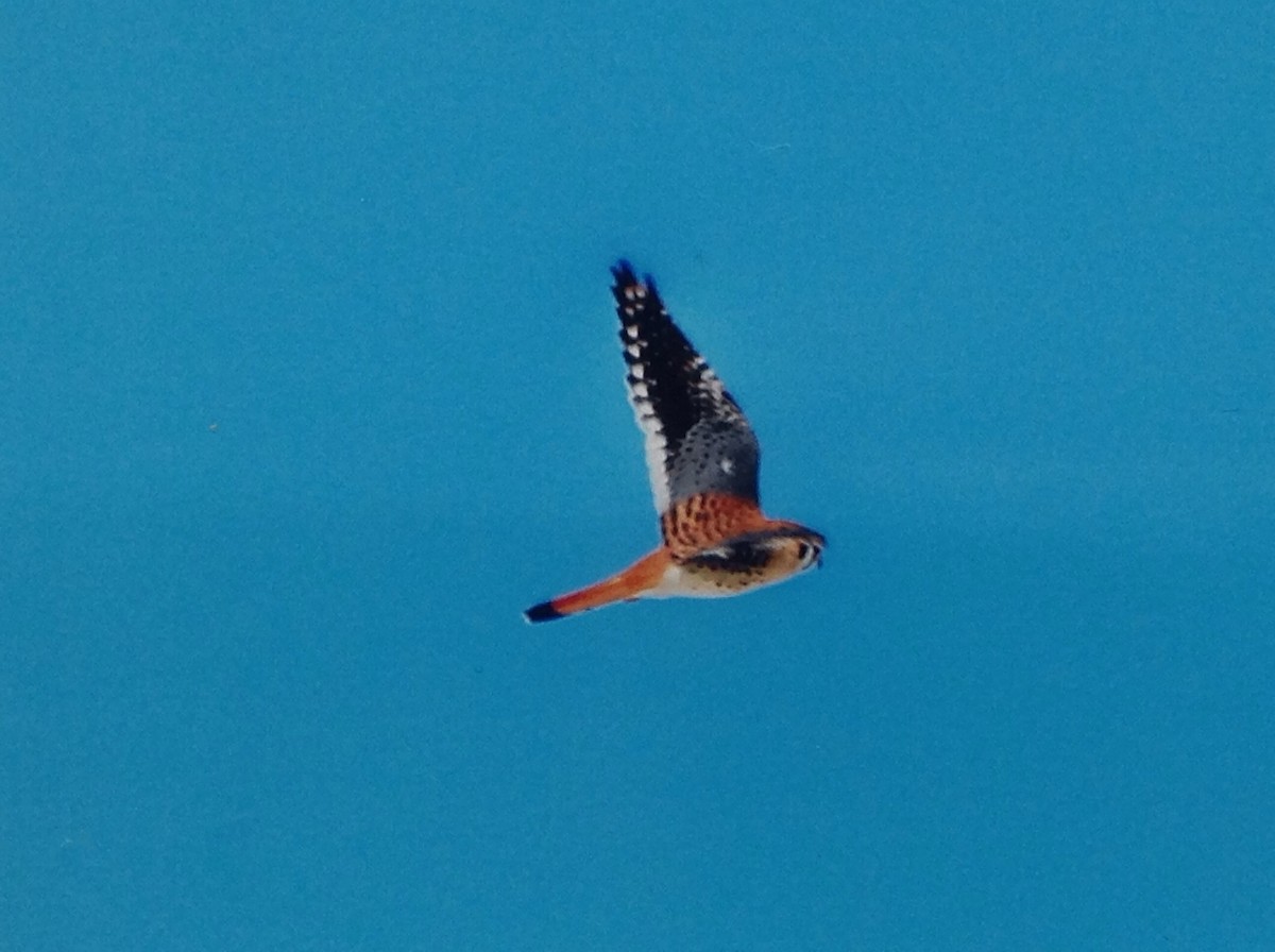 American Kestrel - ML154497321