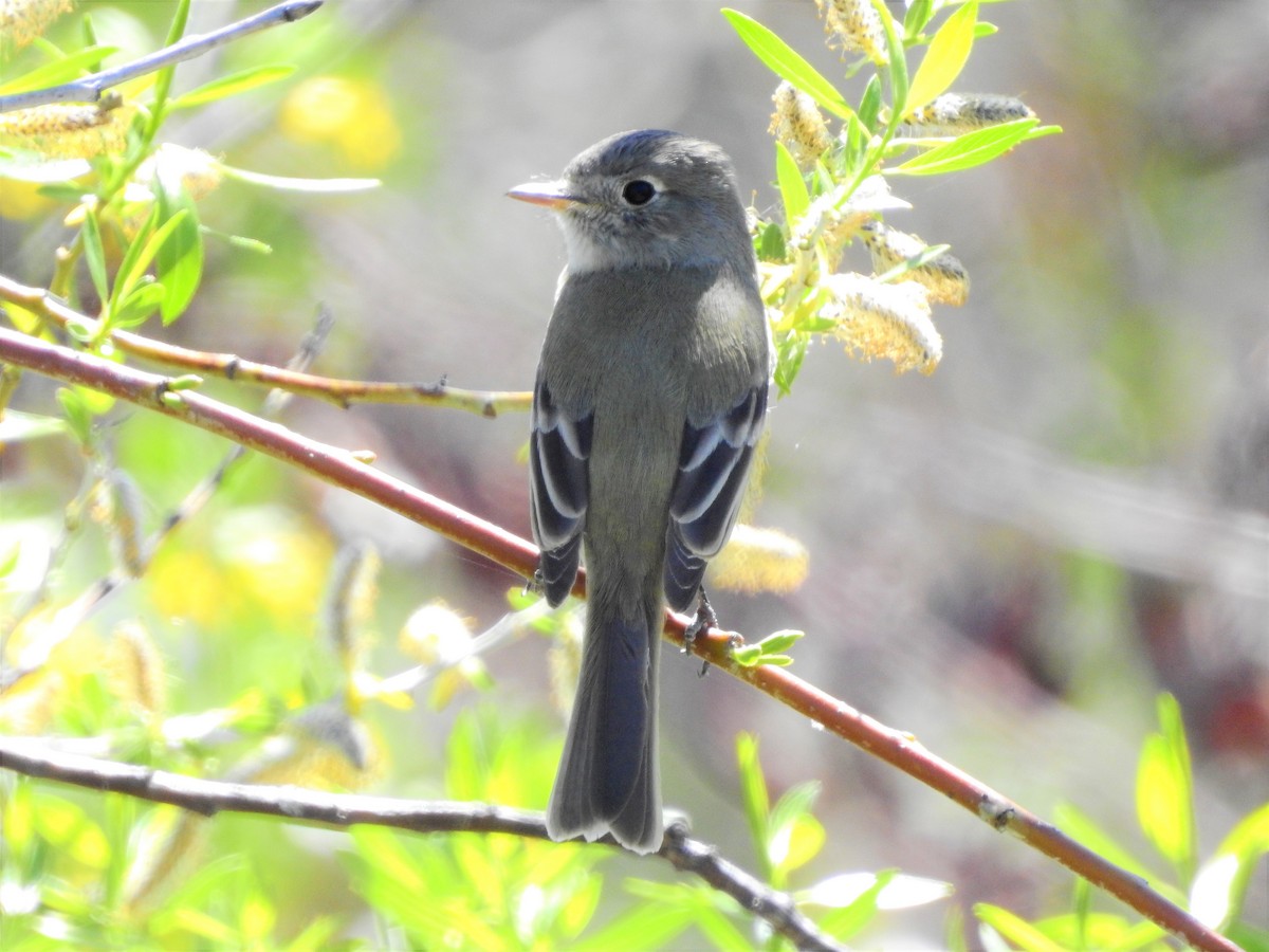 Dusky Flycatcher - ML154497371