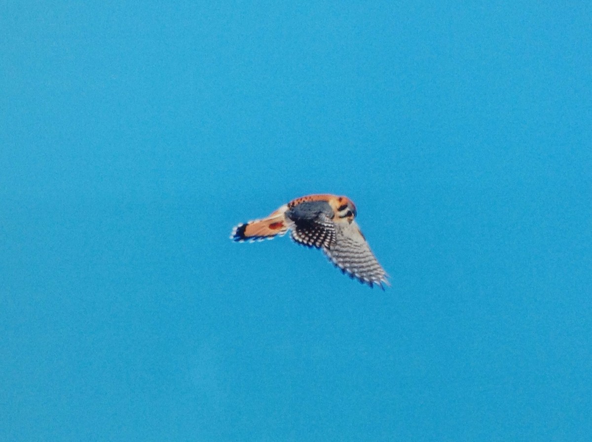 American Kestrel - ML154497451