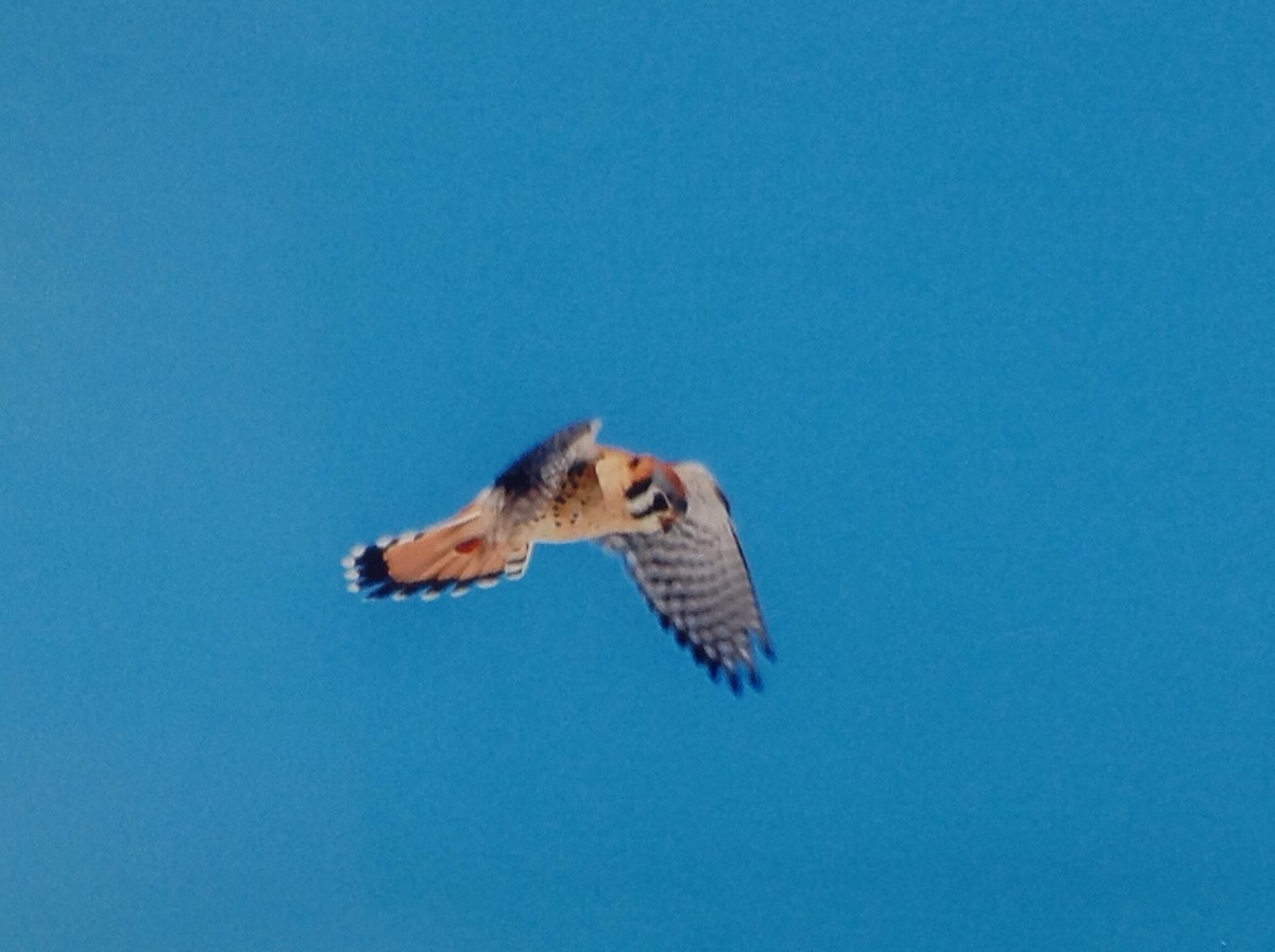 American Kestrel - ML154497661