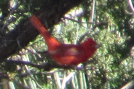 Summer Tanager - ML154498021