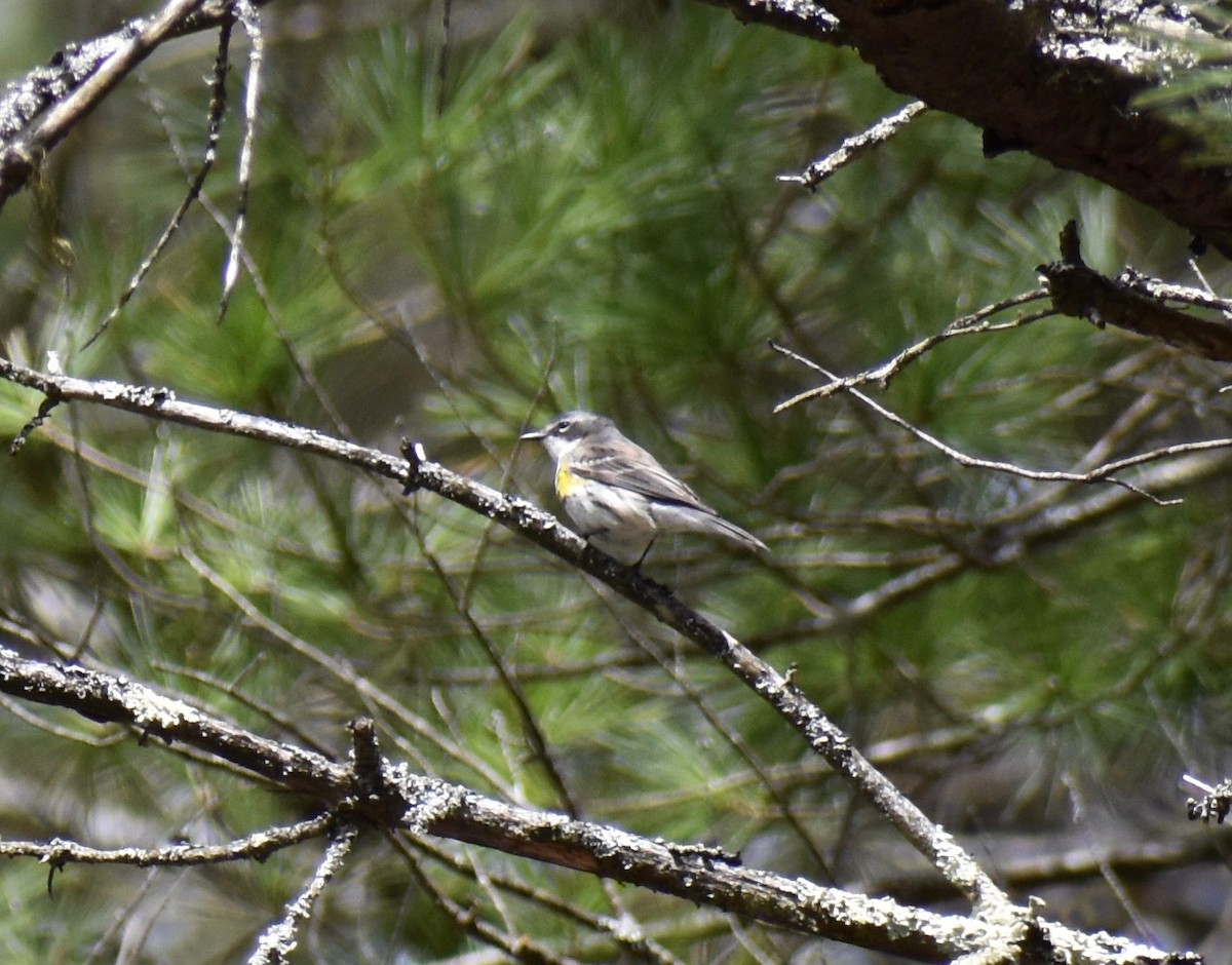Yellow-rumped Warbler (Myrtle) - ML154500921