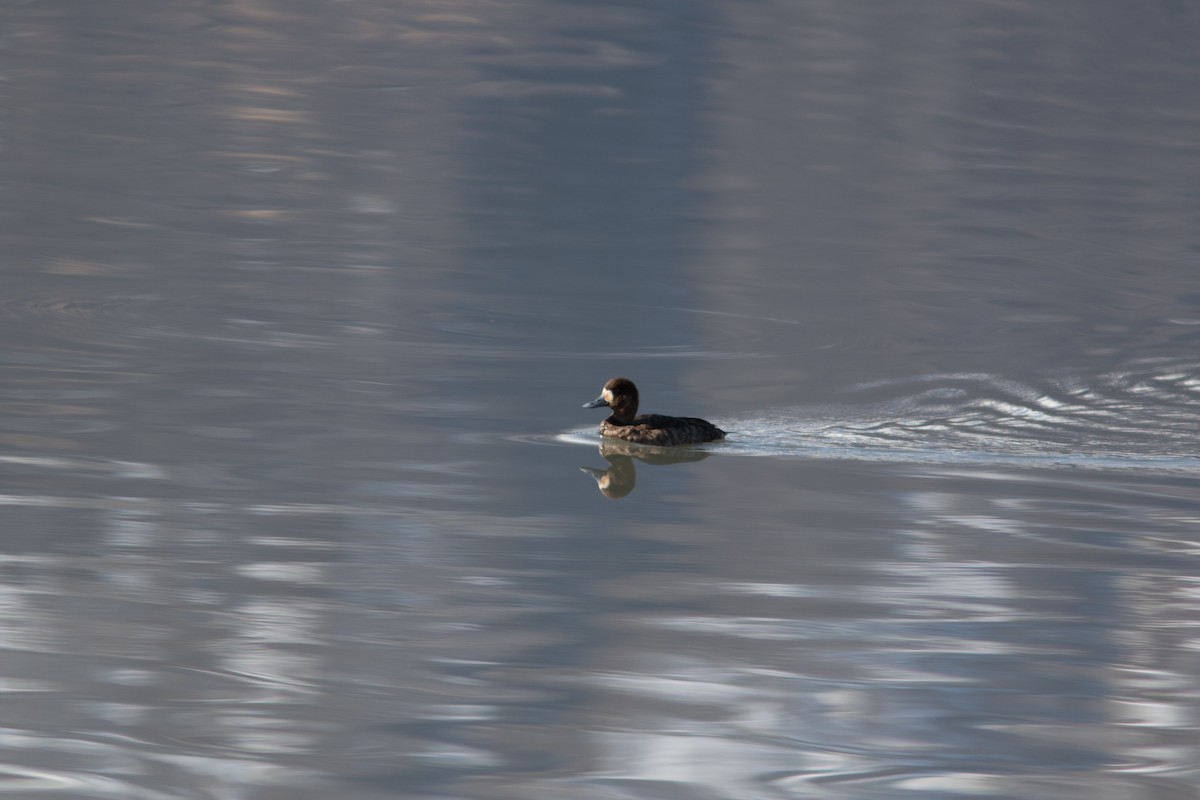 Greater Scaup - ML154501171
