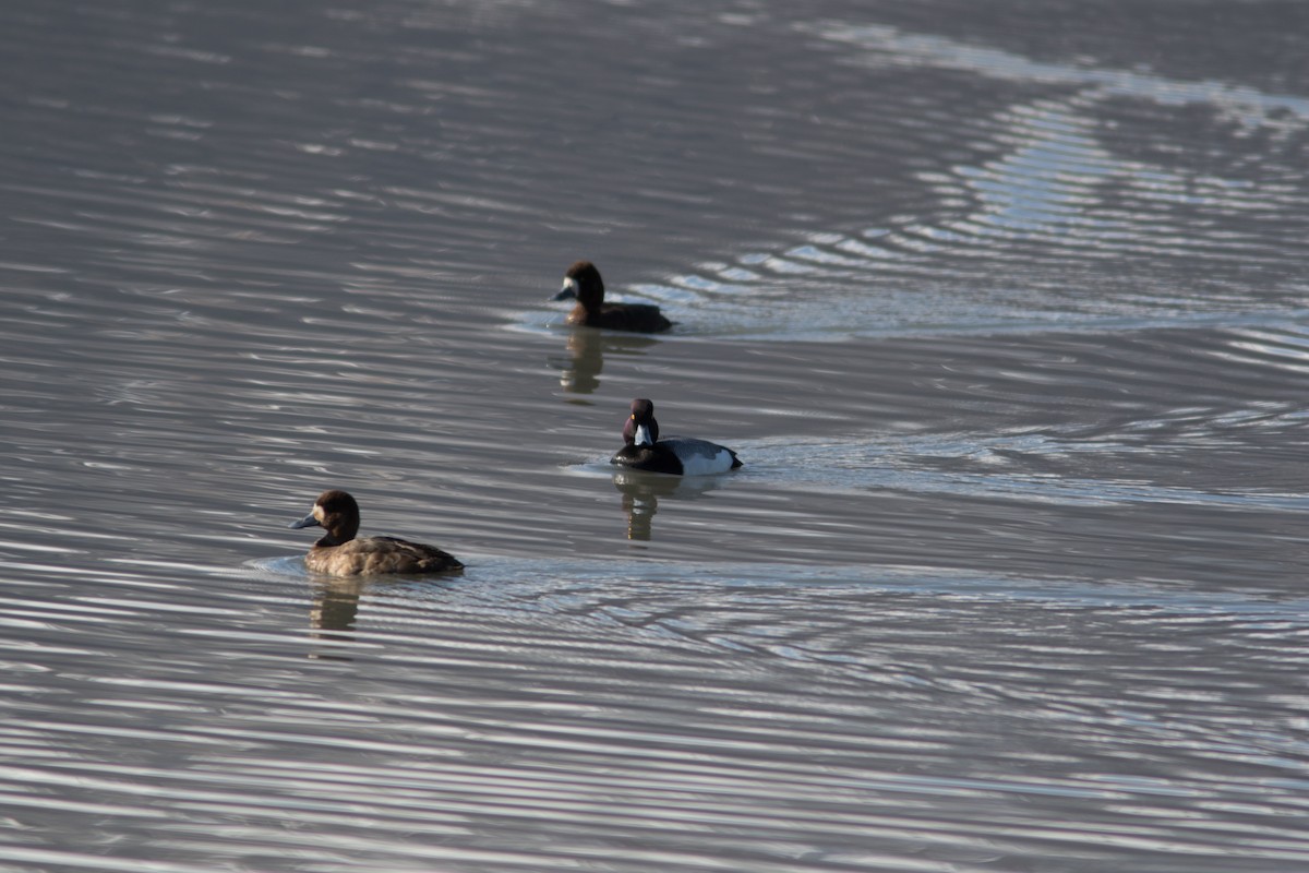 Greater Scaup - ML154501191