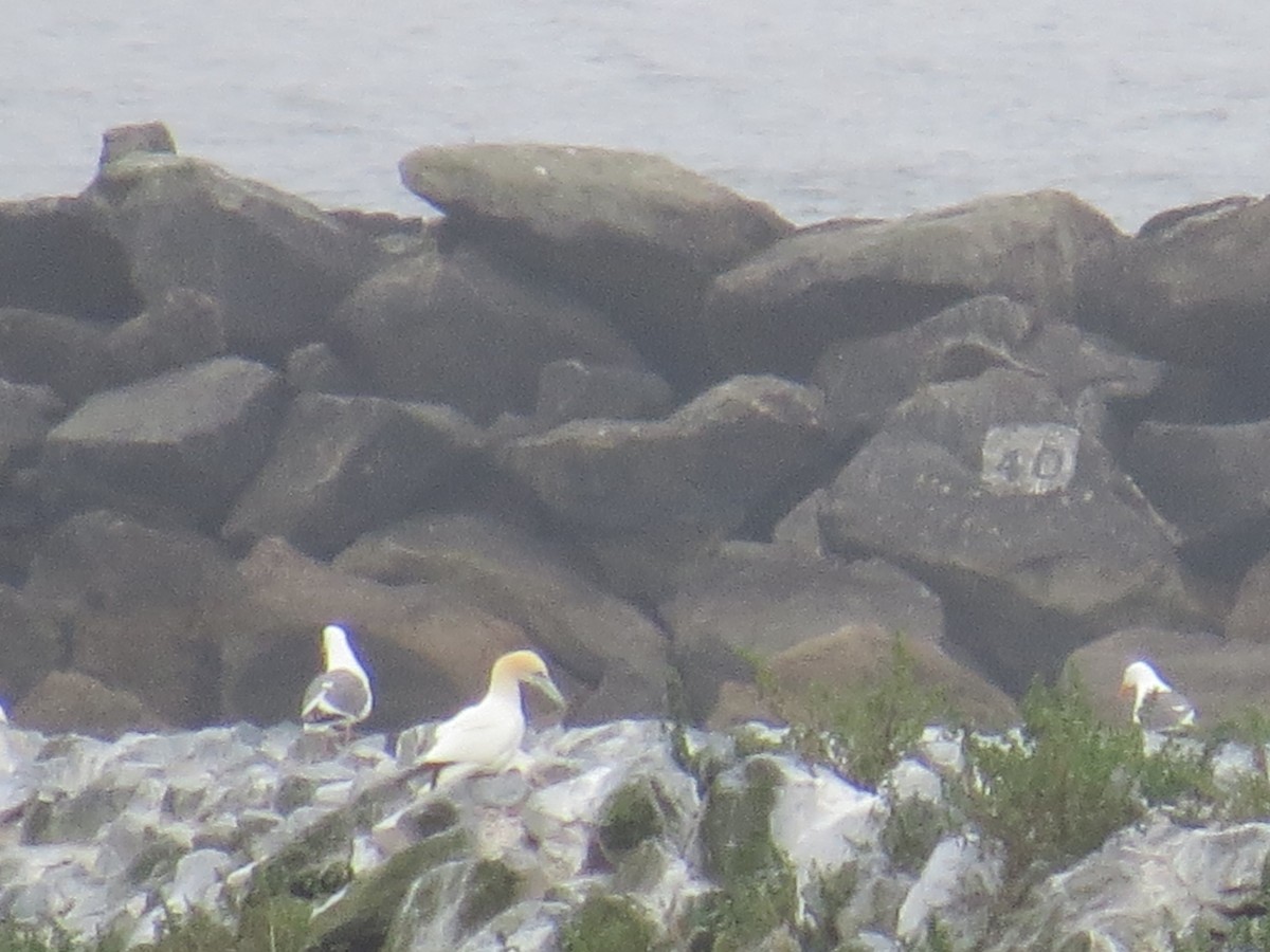 Northern Gannet - ML154502761