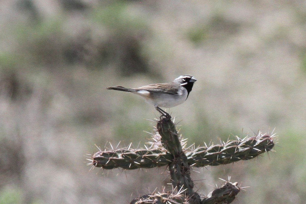 Black-throated Sparrow - Aaron Driscoll