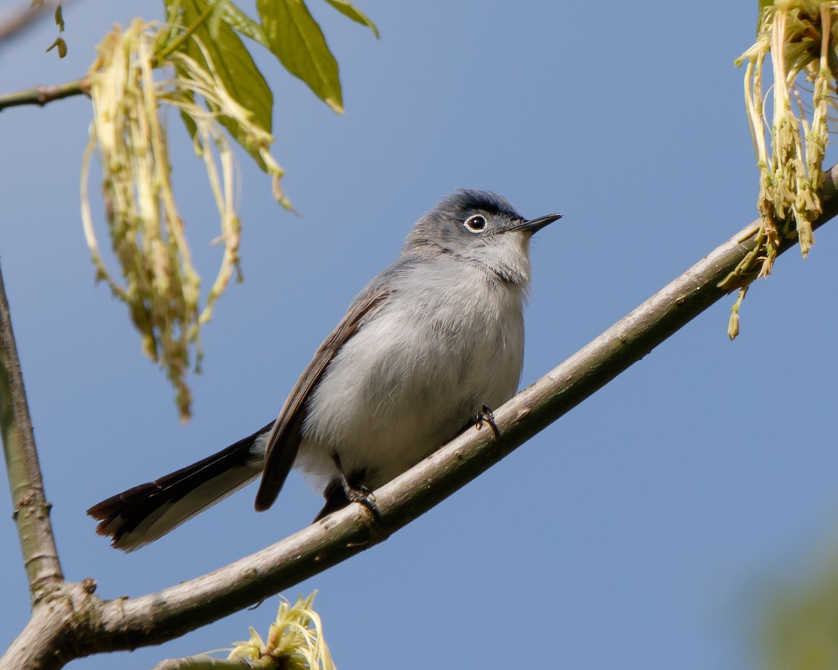 Blue-gray Gnatcatcher - ML154503731