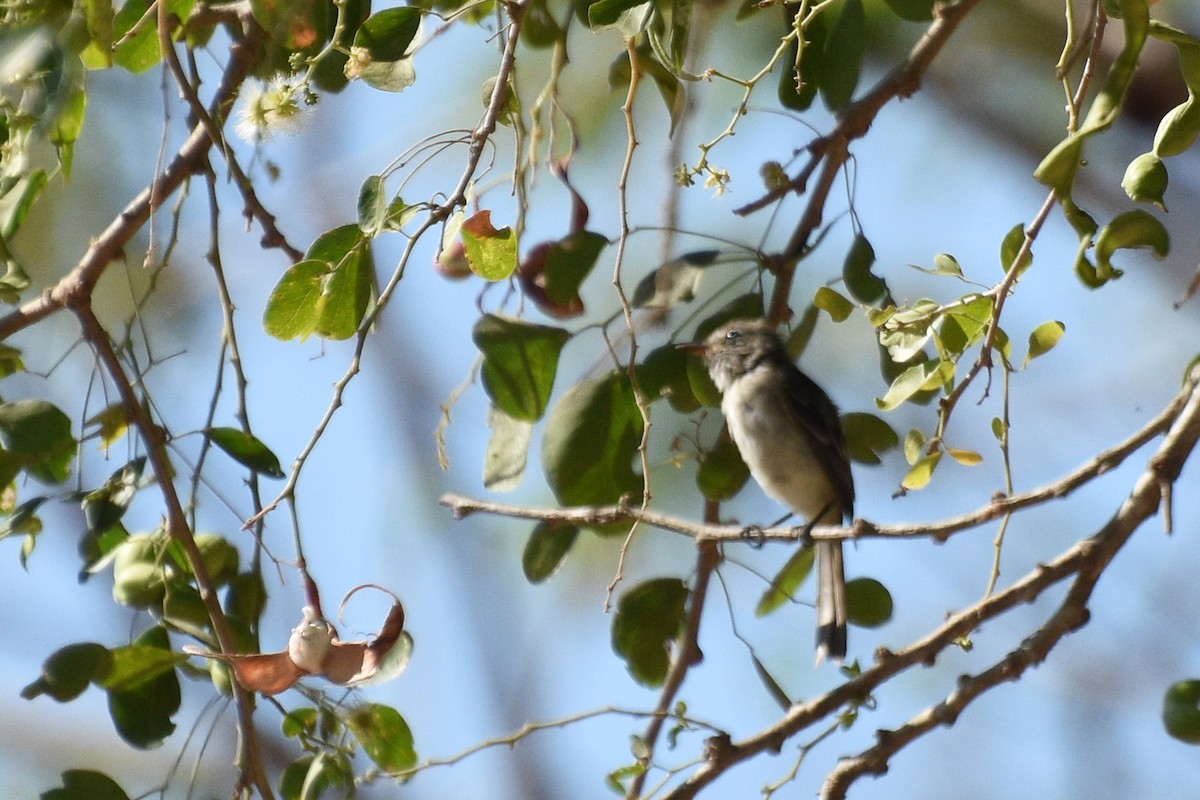 Dusky Flycatcher - ML154504271