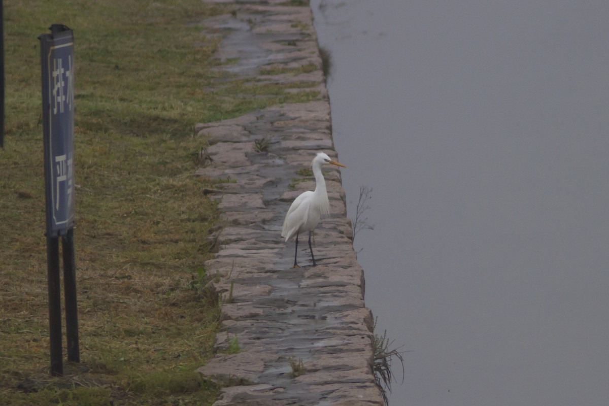 Chinese Egret - Paul Hyde