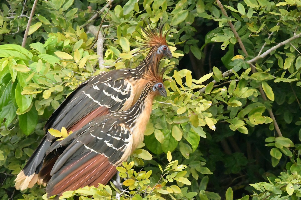 Hoatzin - ML154507421