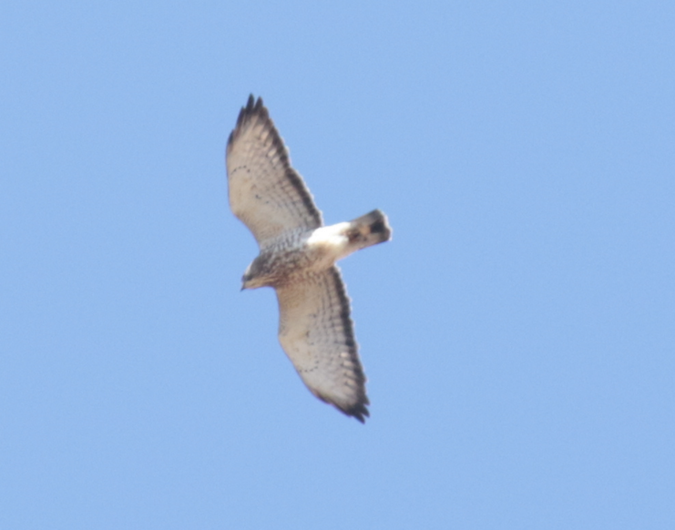 Broad-winged Hawk - ML154513711