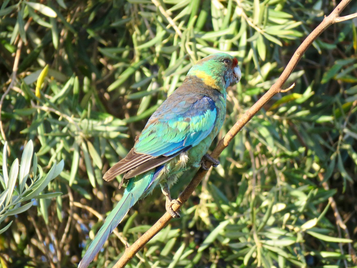 Australian Ringneck - Colin Palethorpe