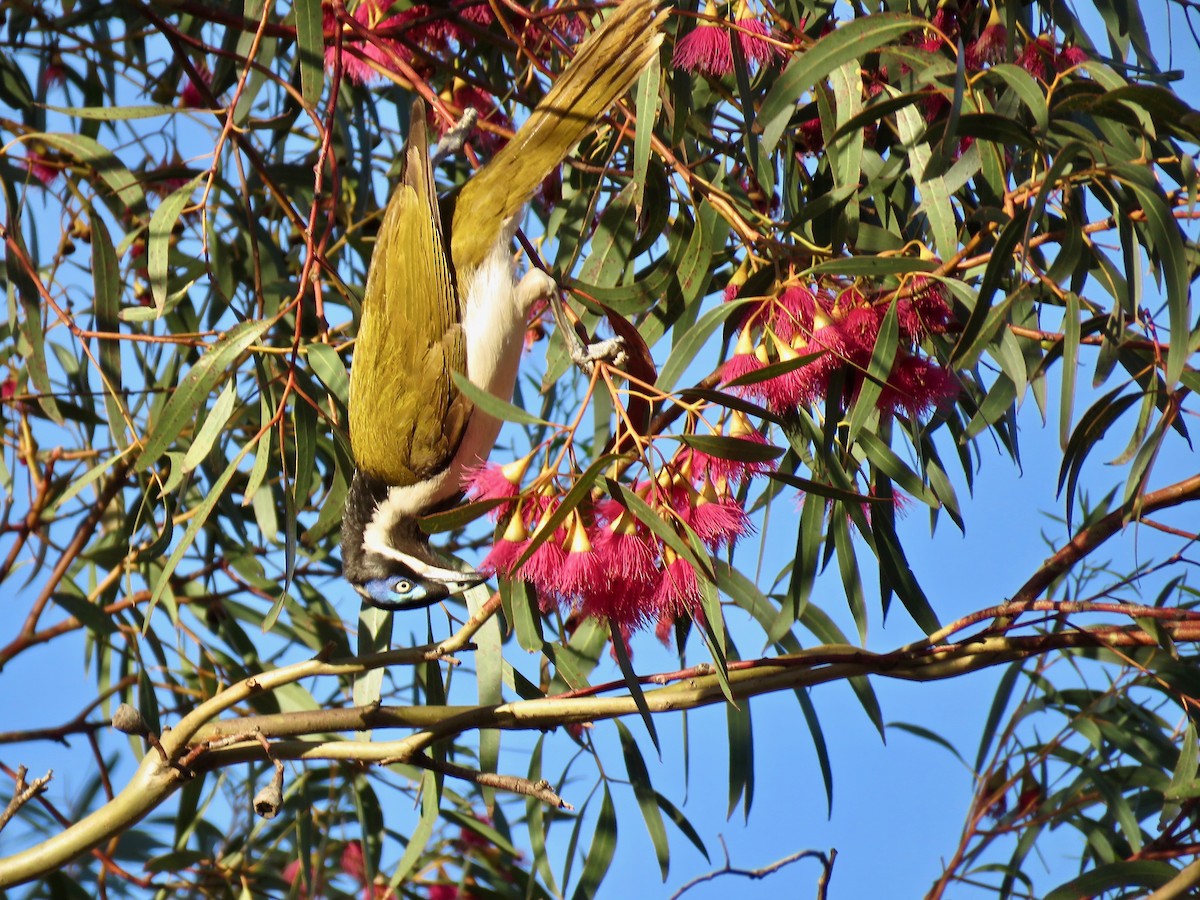 Blue-faced Honeyeater - ML154514821