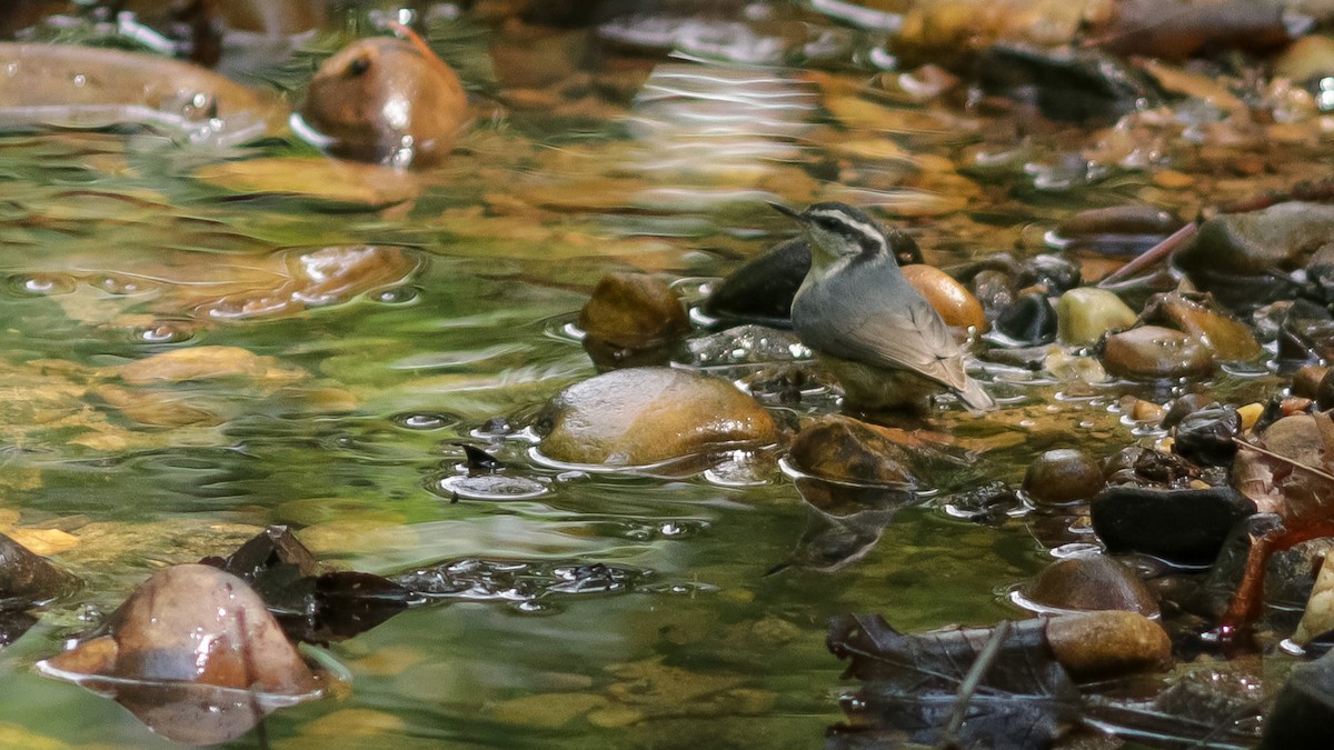 Red-breasted Nuthatch - ML154515141