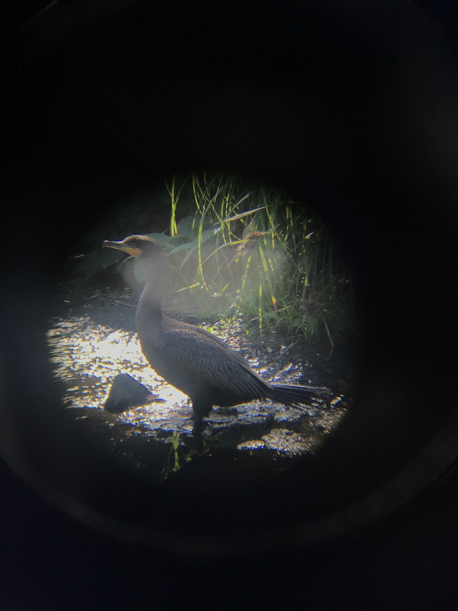 Double-crested Cormorant - ML154516381