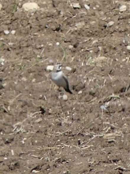 Horned Lark - ML154520891