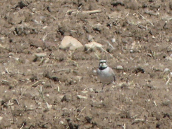 Horned Lark - ML154520921