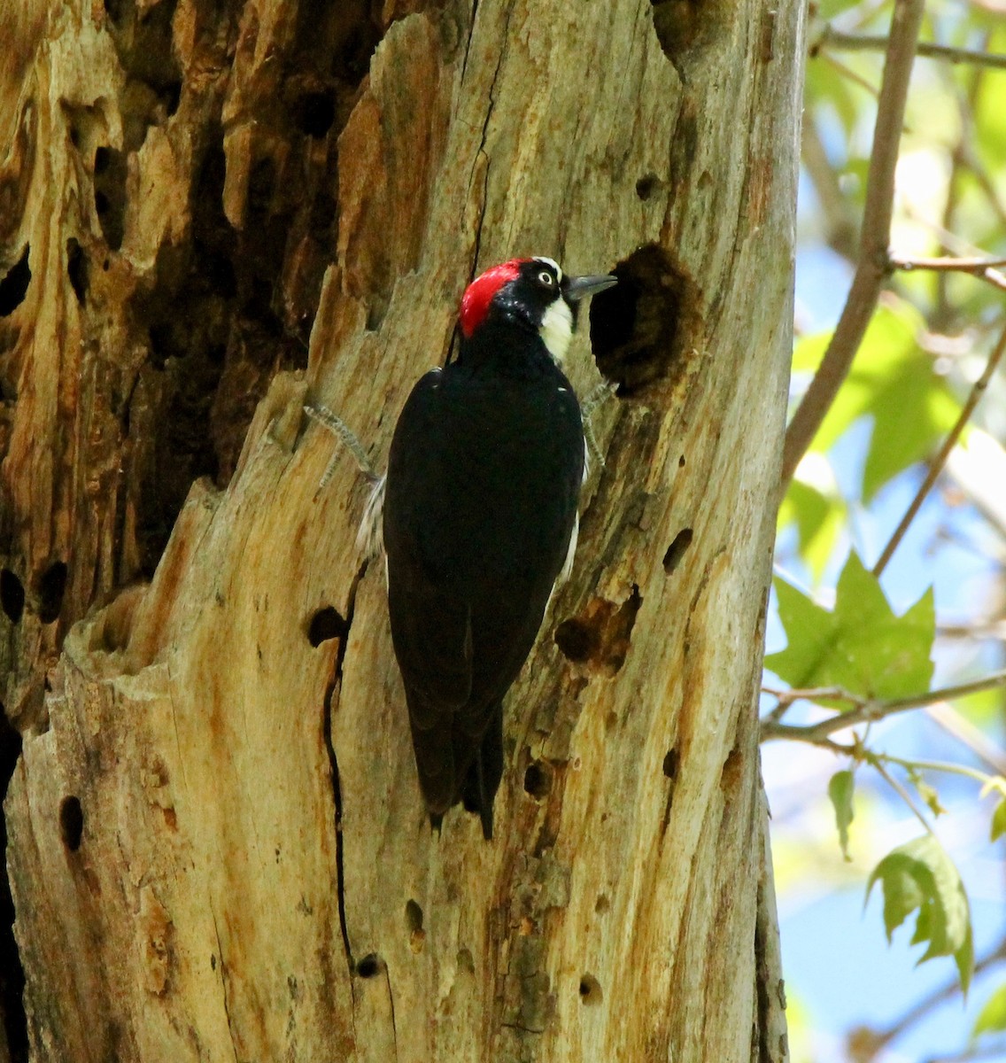 Acorn Woodpecker - Donald L'Heureux