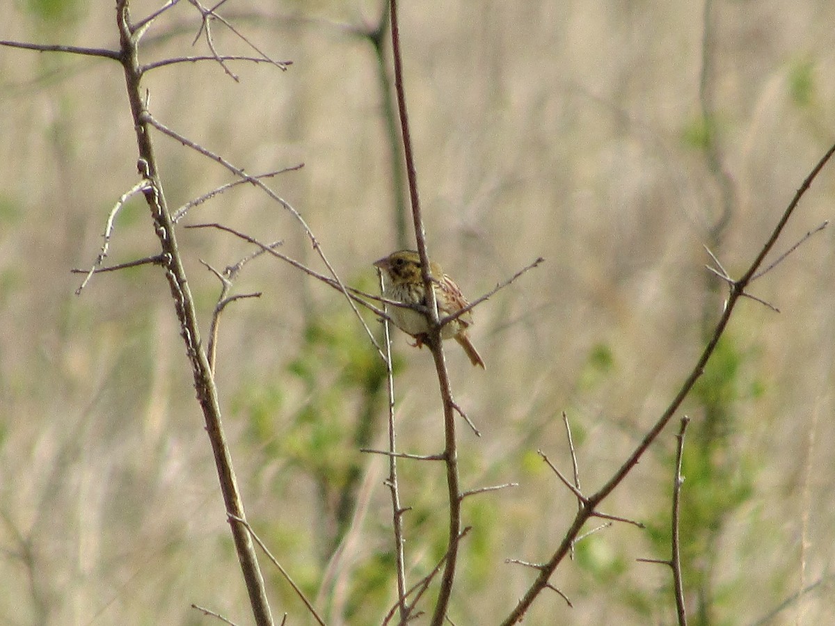 Henslow's Sparrow - ML154521891