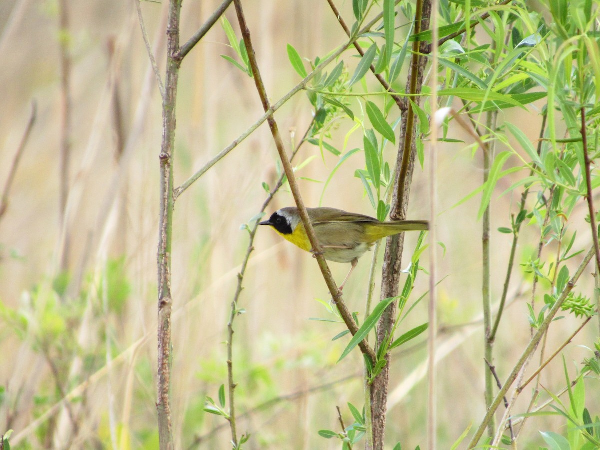 Common Yellowthroat - ML154522051