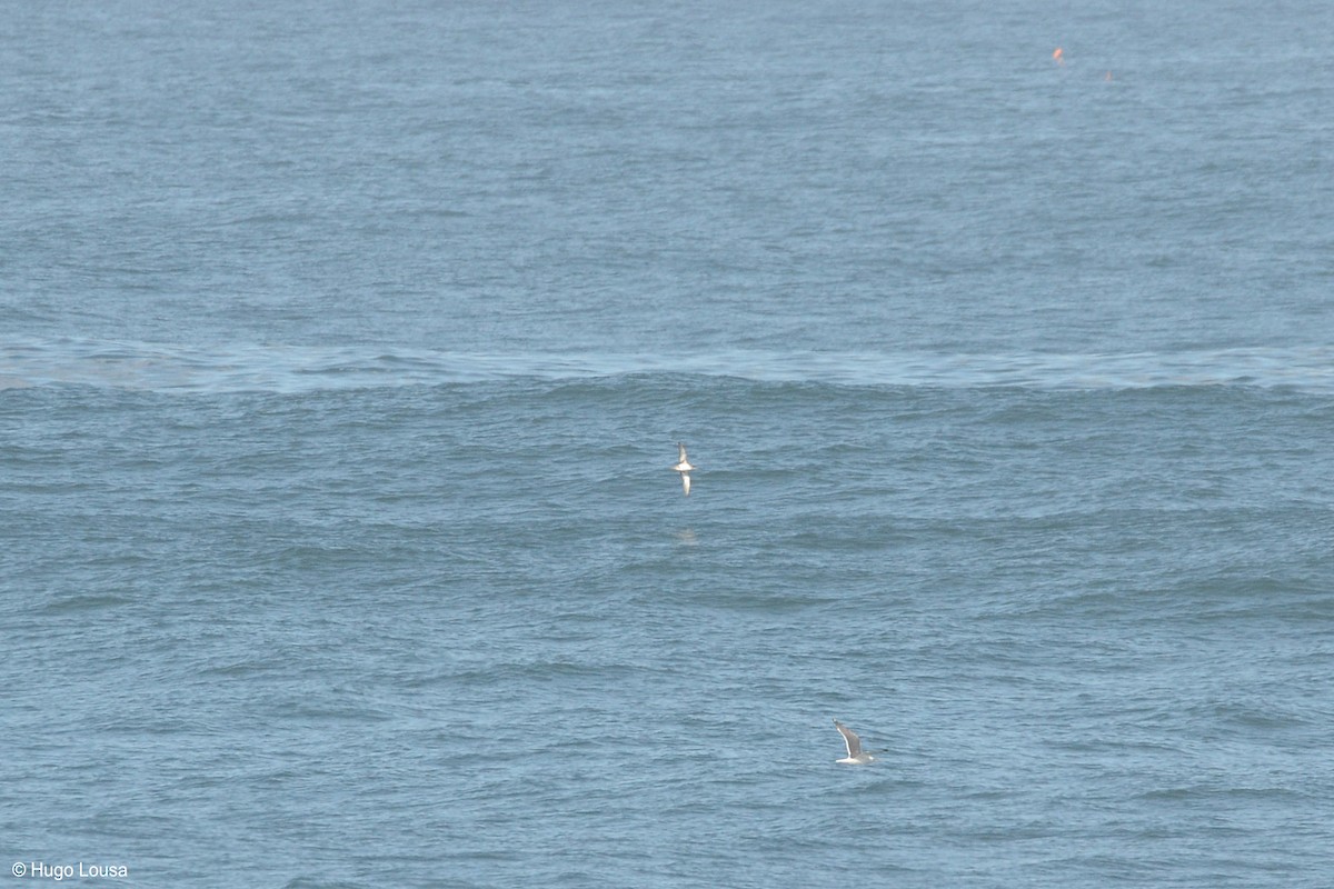 Balearic Shearwater - ML154522911